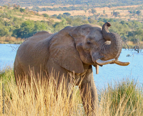 African Elephant  Kruger National Park  South Africa