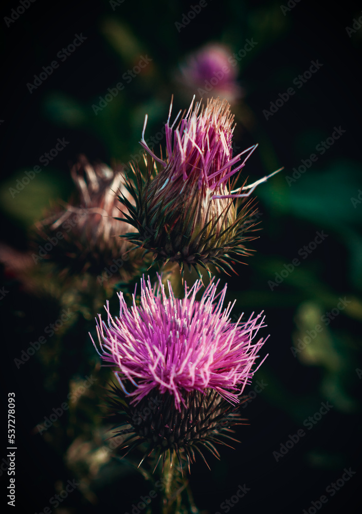 thistle flower in bloom at soft sunlight thistle flower in bloom at soft sunlight