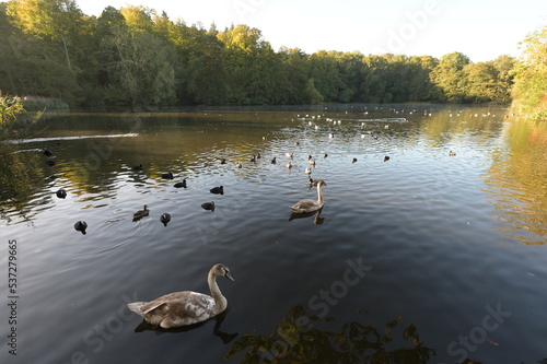 Water birds on a pond in Reigate during the Fall of 2022. 