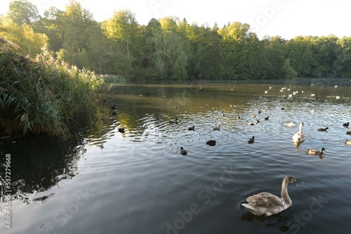 Water birds on a pond in Reigate during the Fall of 2022. 