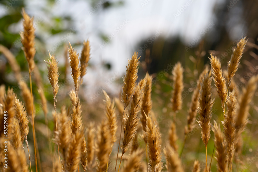 Fototapeta premium Anthoxanthum odoratum golden spikelets in a summer field