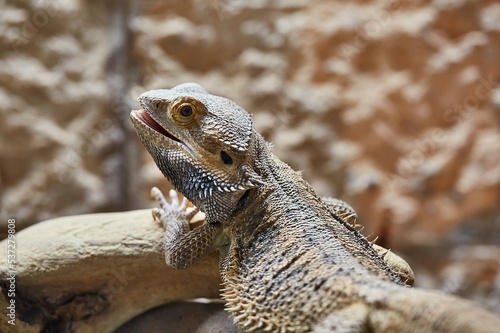 Inland Bearded Dragon resting position