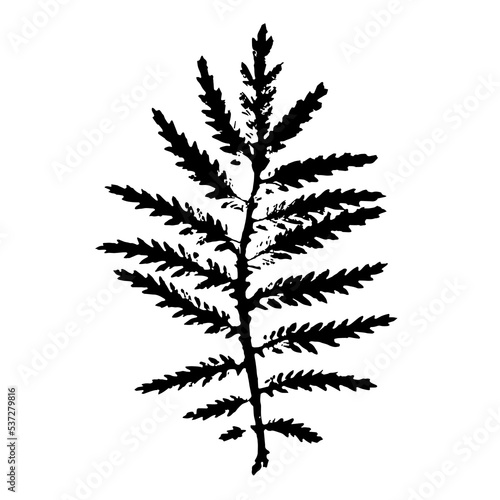 Ink print of a meadow plant leaf, textured silhouette. Natural, realistic element isolated on white background.
