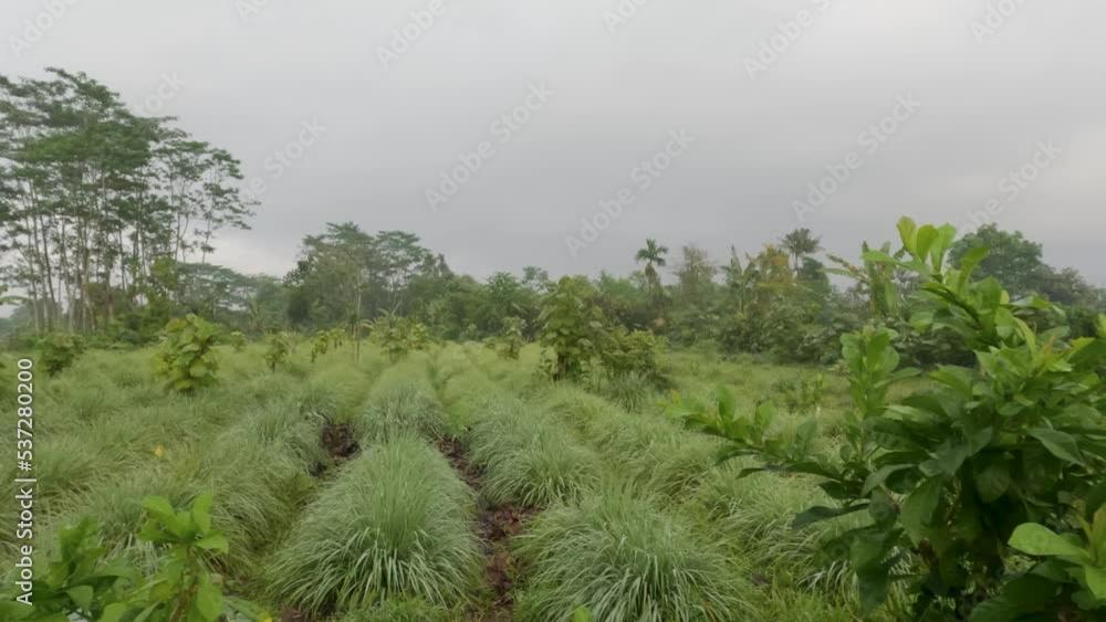 The garden for the cultivation of lemon grass plants with pointed leaves has sharp and green leaf edges The garden for the cultivation of lemon grass plants with pointed leaves has sharp and green leaf edges