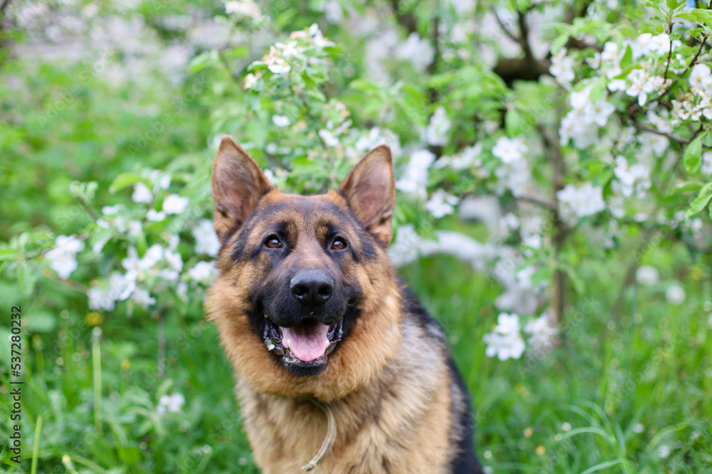 Beautiful German Shepherd dog is playing in the grass with flowers. German Shepherd puppy frolics in the grass, playing with flowers