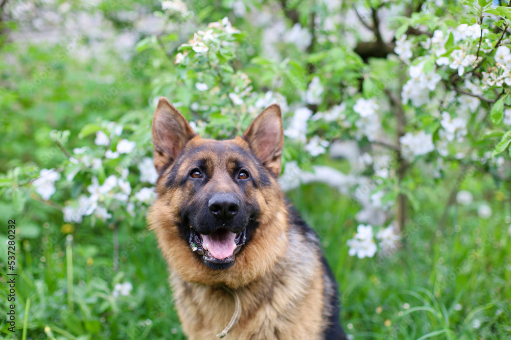 Beautiful German Shepherd dog is playing in the grass with flowers. German Shepherd puppy frolics in the grass, playing with flowers Beautiful German Shepherd dog is playing in the grass with flowers. German Shepherd puppy frolics in the grass, playing with flowers