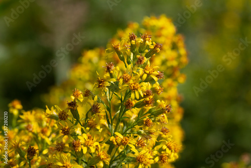 Close up of the blooming yellow inflorescence of Solidago canadensis  known as Canada goldenrod or Canadian goldenrod.