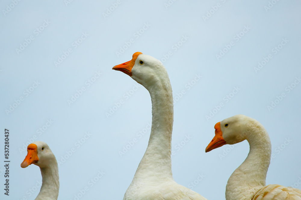 white swan with orange beak isolated on light blue background white swan with orange beak isolated on light blue background