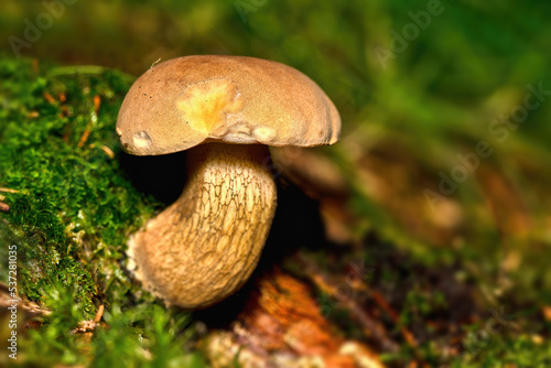 mushroom, lurid bolete - Boletus luridus in natural habitat