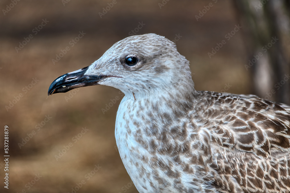 yellow-legged gull - Larus michahellis. Photo taken in the harbor of Fazana in croatia yellow-legged gull - Larus michahellis. Photo taken in the harbor of Fazana in croatia