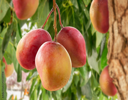 Принти на полотні Ripe mango fruits on mango tree. Green foliage at the background.