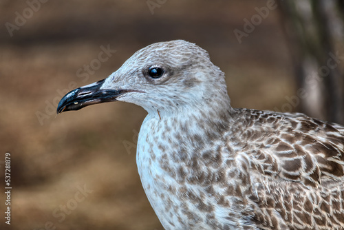 yellow-legged gull - Larus michahellis. Photo taken in the harbor of Fazana in croatia