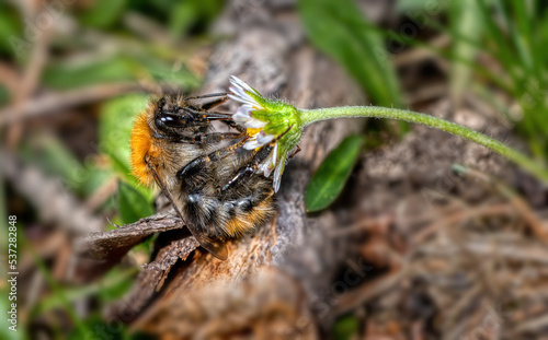 close up view of a bumble-bee - genus bomba - in natural environment