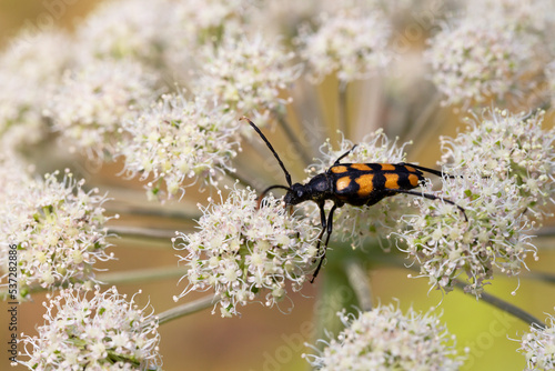 Closeup on a Spotted longhorn beetle, Leptura maculata on the white flower of a Wild carrot. photo