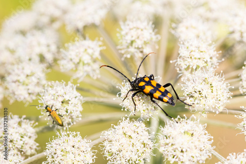 Closeup on a Spotted longhorn beetle, Leptura maculata on the white flower of a Wild carrot. photo