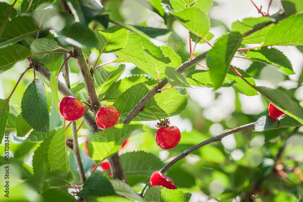 Ripe sweet cherries on tree branch, summer garden, natural background Ripe sweet cherries on tree branch, summer garden, natural background