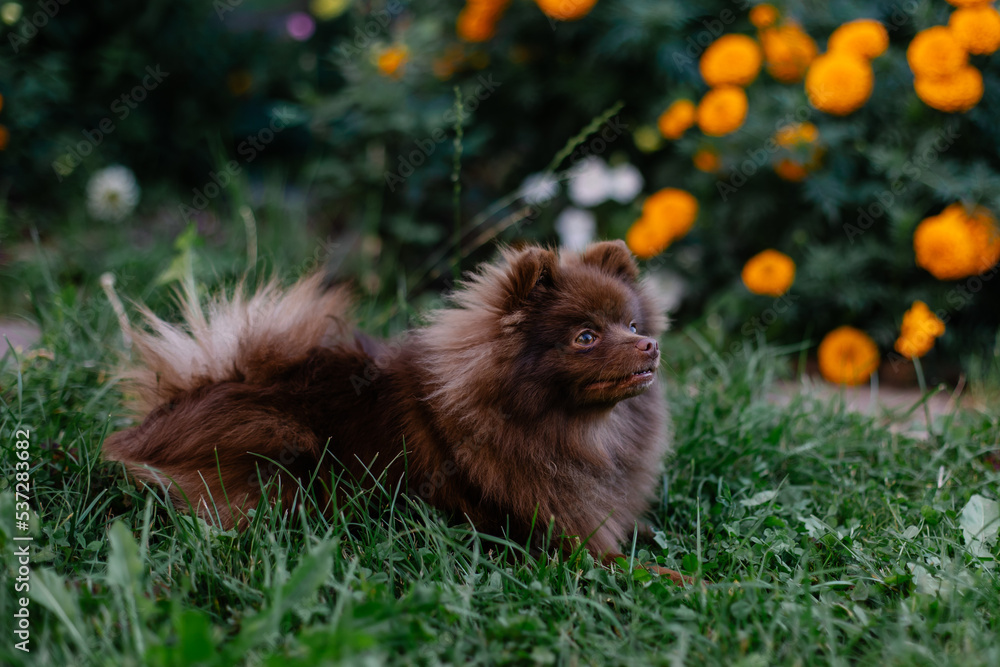 Fototapeta premium Beautiful mini dog pomeranian brown chocolate color. Purebred puppy portrait. Cheerful friendly little dog smiles. Summer walk with the animal. Calendar with pets. Spitz on the green grass in garden