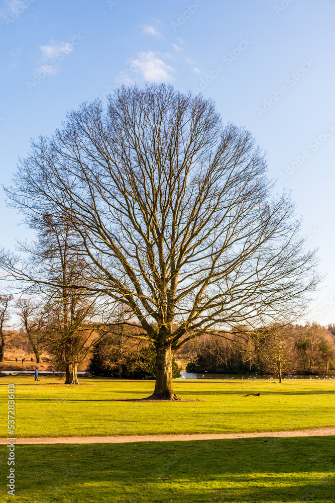 Obraz premium tree in the park