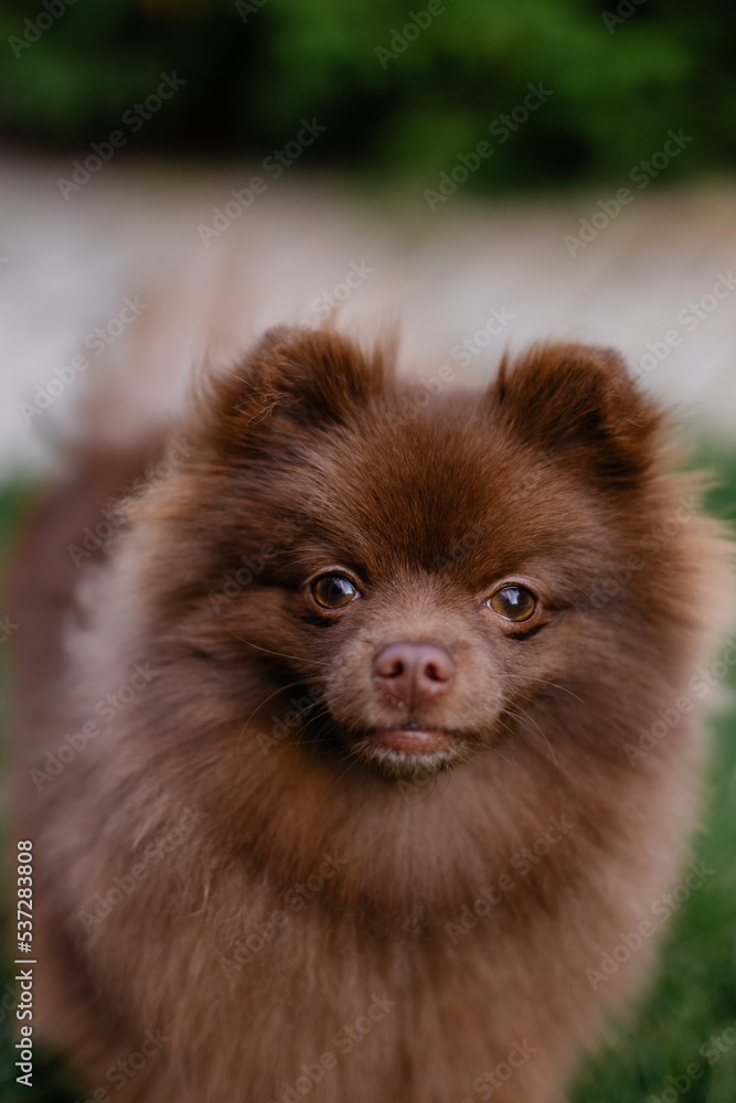 Beautiful mini dog pomeranian brown chocolate color. Purebred puppy portrait. Cheerful friendly little dog smiles. Summer walk with the animal. Calendar with pets. Spitz close-up
