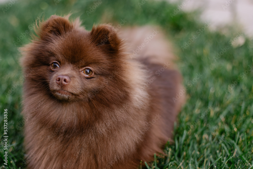 Beautiful mini dog pomeranian brown chocolate color. Purebred puppy  portrait. Cheerful friendly little dog smiles. Summer walk with the animal.  Calendar with pets. Spitz Stock-foto | Adobe Stock