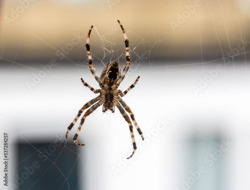 Close up of a brown and yellow Euoropean garden spider, araneus diadematus