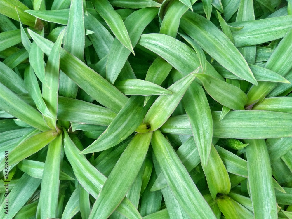 Obraz premium Rhoeo discolor