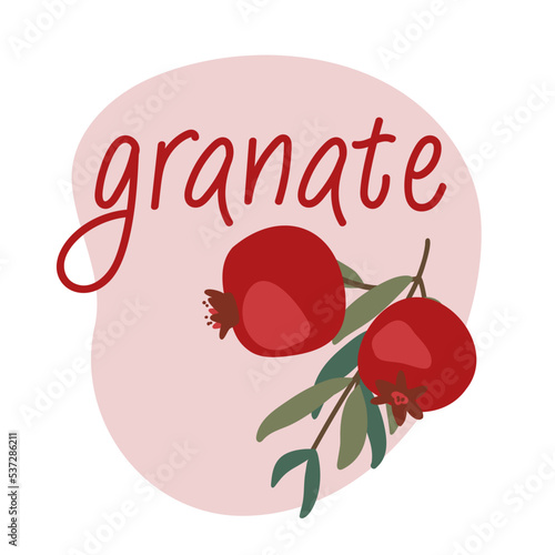 Pomegranate logo. Granate emblem. Vector garnet.