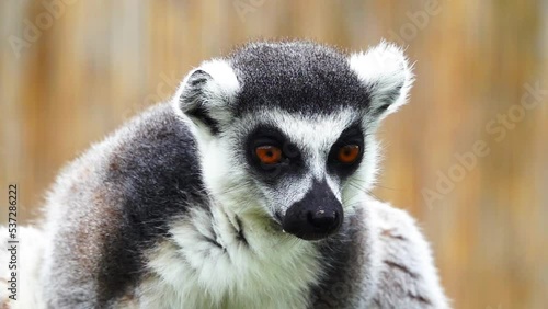 portrait ring tailed lemur on a blurred gray background. slow motion