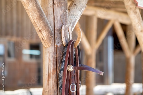 Closeup shot of leather horse harnesses hanging on the tree outdoors photo