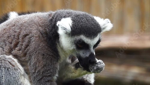 ring tailed lemur eat crackers on a blurred gray background. slow motion