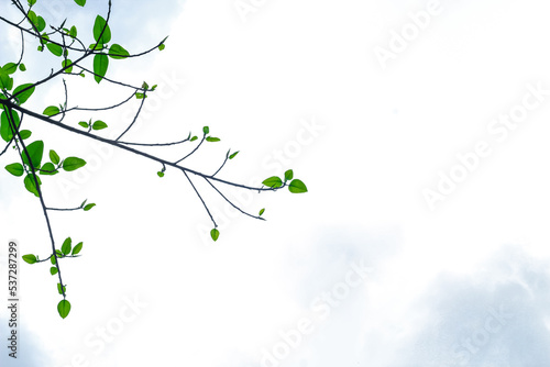 Fresh and green leaves with a sky background for the wallpaper.