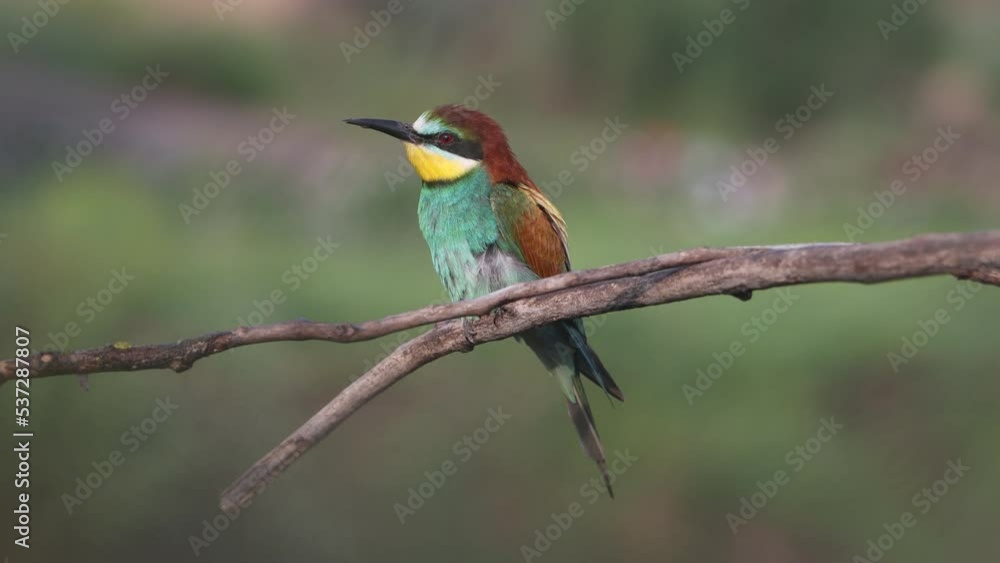 beautiful wild bird sings spreading its wings beautiful wild bird sings spreading its wings
