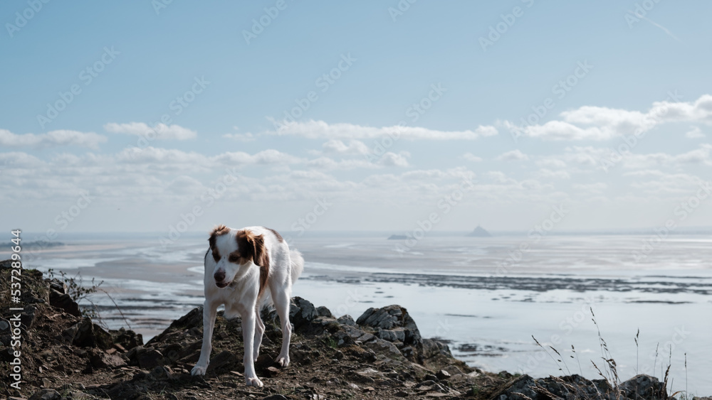 White dog on the cliff seashore, mont saint michel background White dog on the cliff seashore, mont saint michel background