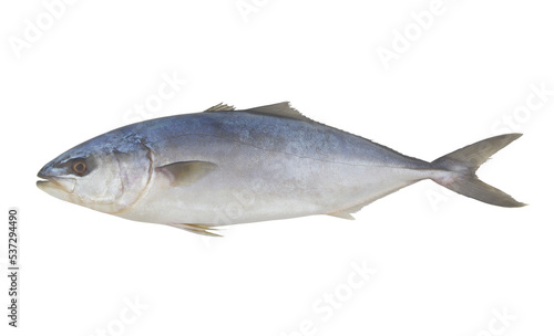 Whole fresh amberjack fish isolated on white background