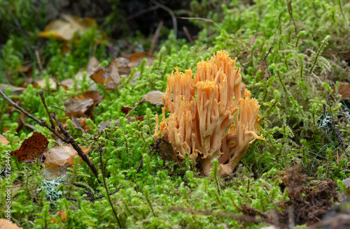 Coral fungi, Ramaria brunneicontusa growing among moss