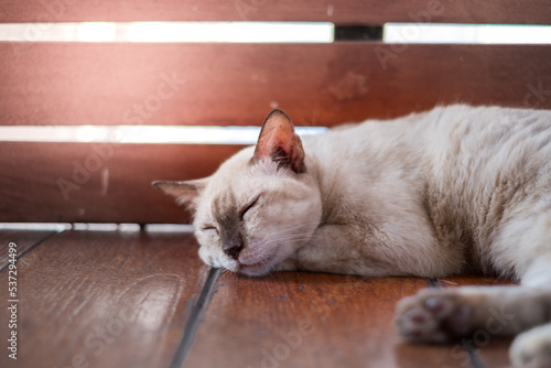 Lazy young fat cat (Wichian Mat) sweet dream at afternoon. Dream about delicious food with wood background photo