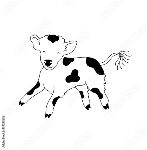 Vector isolated cute cartoon funny galloping spotted calf baby cow colorless black and white contour line easy drawing