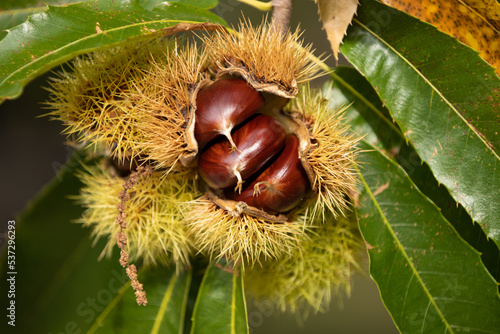 chestnuts on the tree in autumn photo