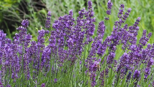 Lavendel und Bienen - lavandula angustifolia  photo