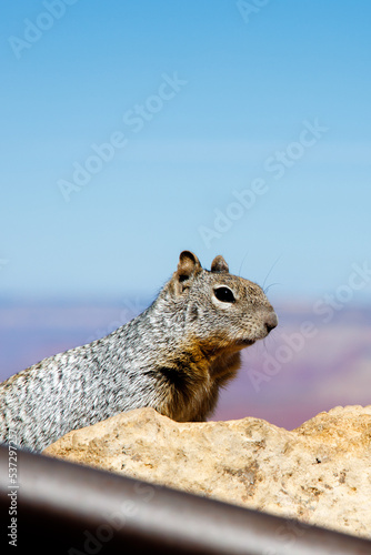 Squirrel on the rock in Grand Canyon National Park in Arizona. Gran Canyon wildlife. South rim of Grand Canyon