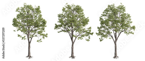 tree isolated on transparent background , tree 3d render
