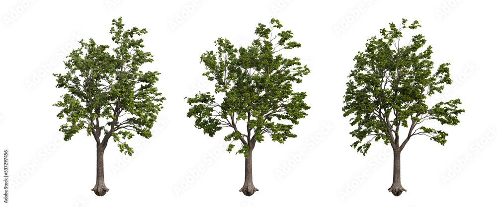 Obraz premium tree isolated on transparent background , tree 3d render