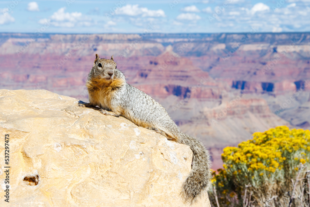 Squirrel on the rock in Grand Canyon National Park in Arizona. Gran