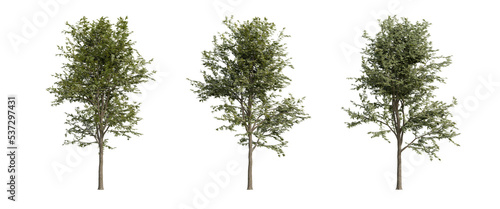 tree isolated on transparent background   tree 3d render