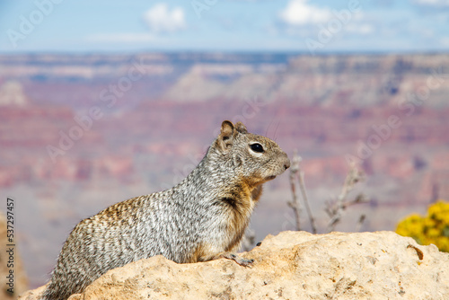 Squirrel on the rock in Grand Canyon National Park in Arizona. Gran Canyon wildlife. South rim of Grand Canyon