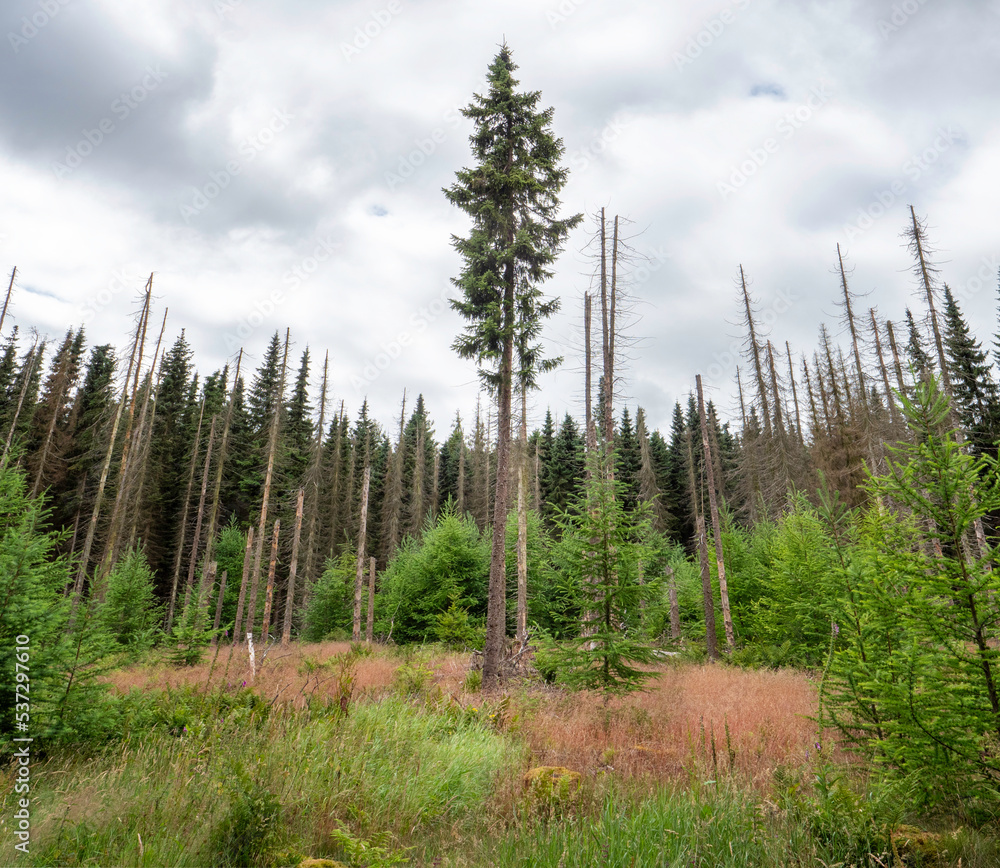 Dead trees in the Dutch province of Drenthe affected by the typesetter (a small beetle) and helped by climate change Dead trees in the Dutch province of Drenthe affected by the typesetter (a small beetle) and helped by climate change