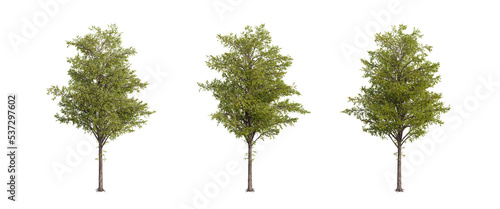 tree isolated on transparent background , tree 3d render