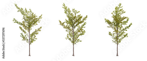 tree isolated on transparent background , tree 3d render