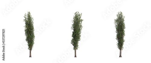 tree isolated on transparent background , tree 3d render