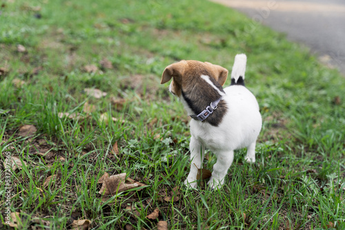 Adorable little jack russel terrier puppy on a grass in a park  looking aside  first walk with home pets  new dog friend.